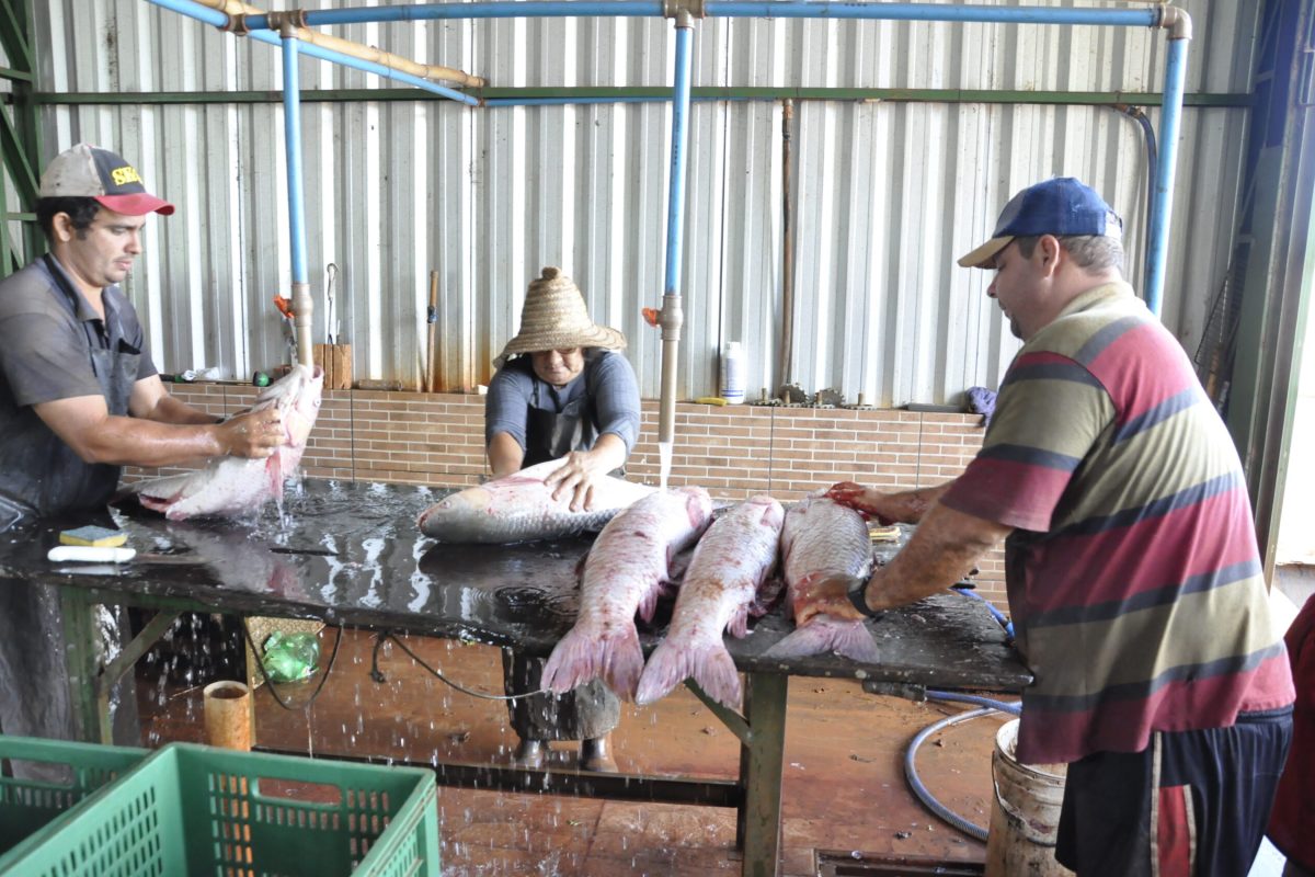 Semana Santa movimenta comércio de pescado