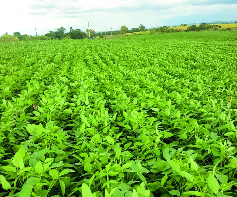 Colheita de soja atinge 80% em Santo Augusto