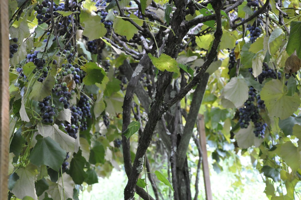 Uma tradição que ultrapassa gerações: o cultivo de uvas da família Vicentini