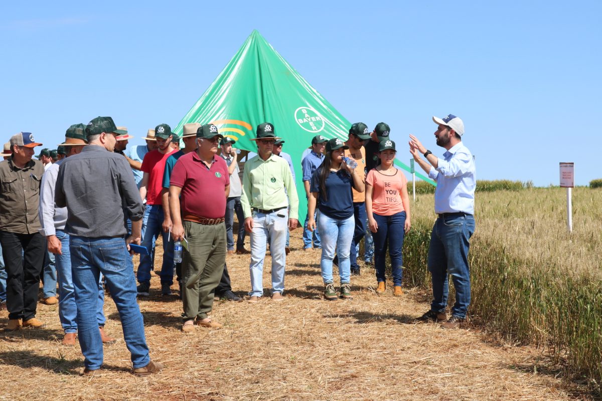 Cotricampo: Manejo para melhor rentabilidade com o trigo foi o foco no Dia de Campo