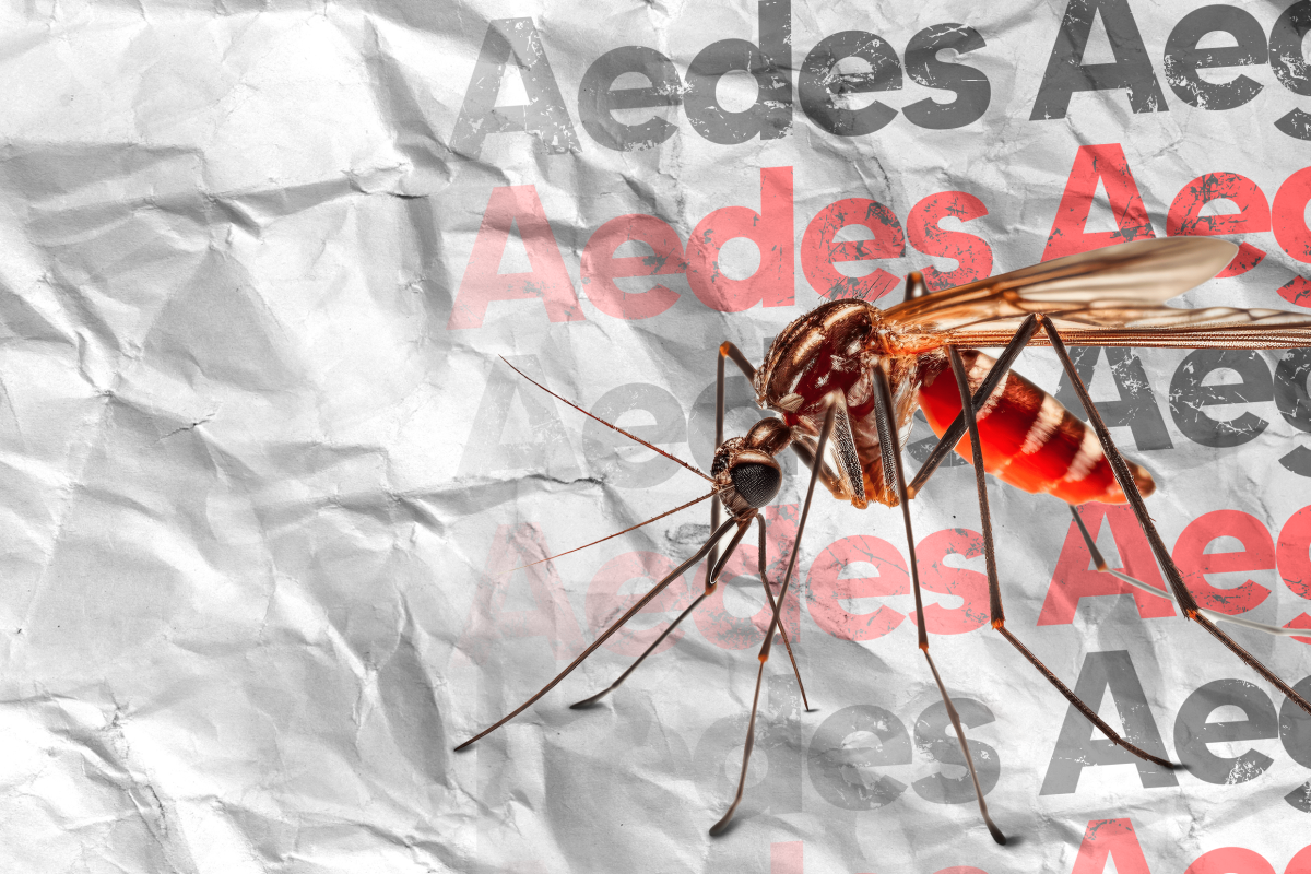 Região Celeiro supera os dois mil casos de dengue