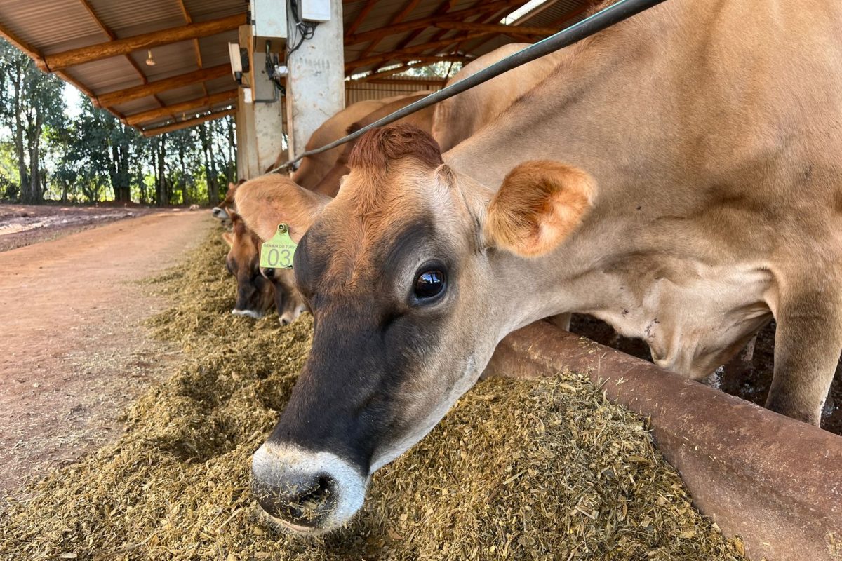 Agricultura fecha parcial com 81,69% de declarações de rebanho entregues