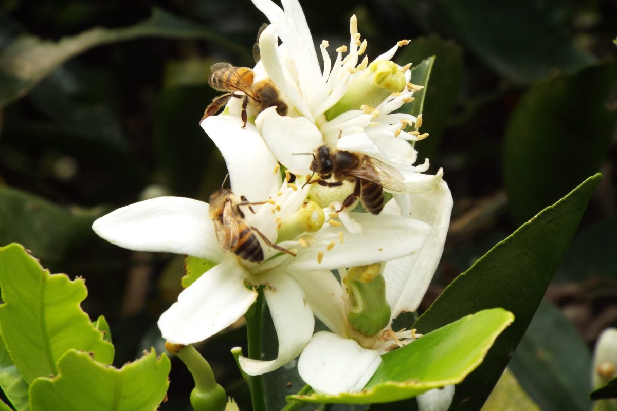 Apicultura: criar abelhas é uma atividade sadia