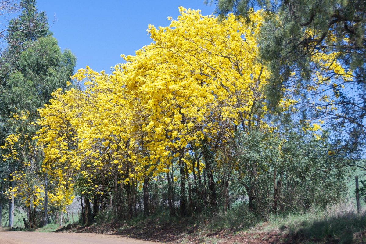 Primavera será de tempo mais seco no RS