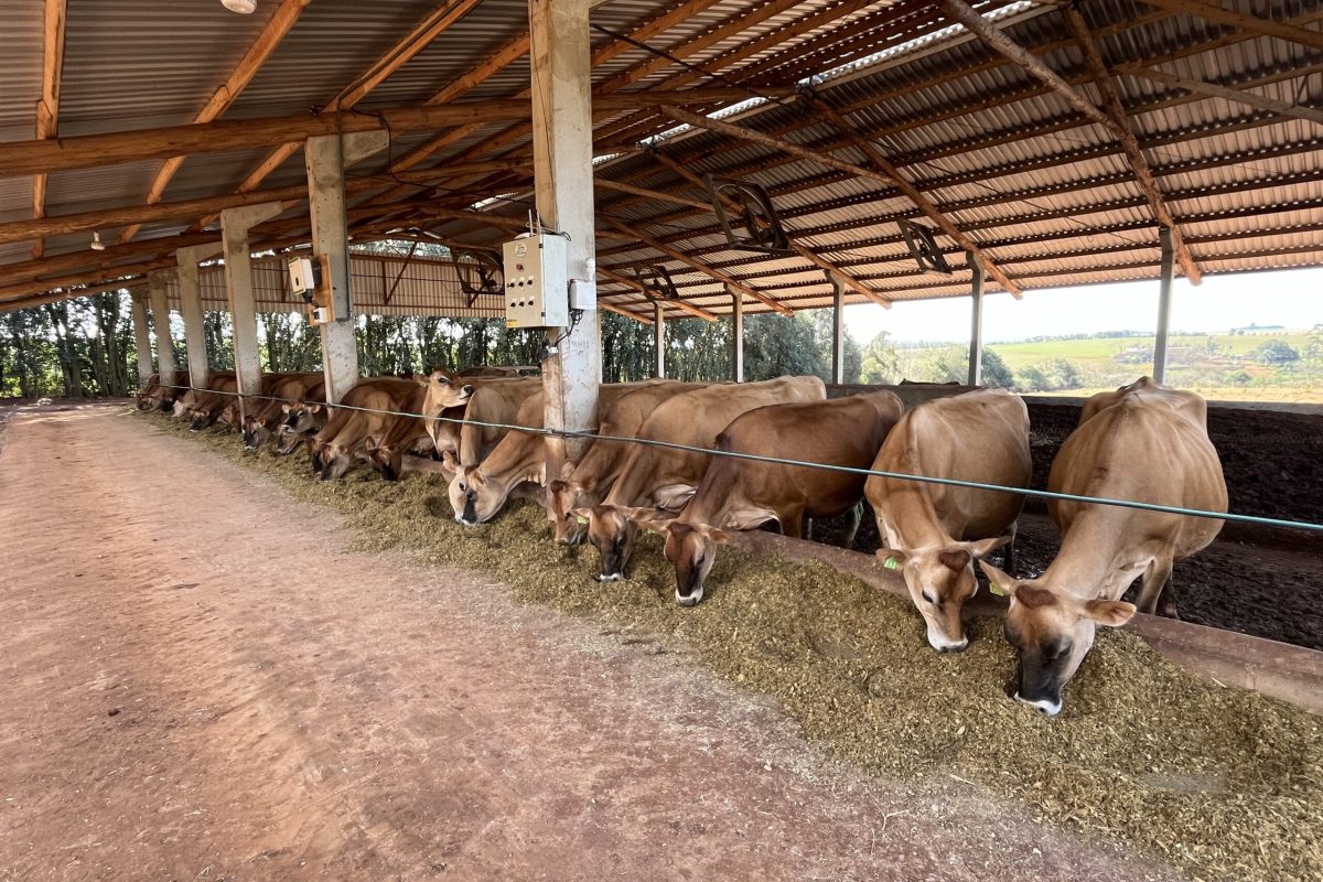 Circular divulga aplicativo que ajuda a calcular conforto térmico para bovinocultura de leite
