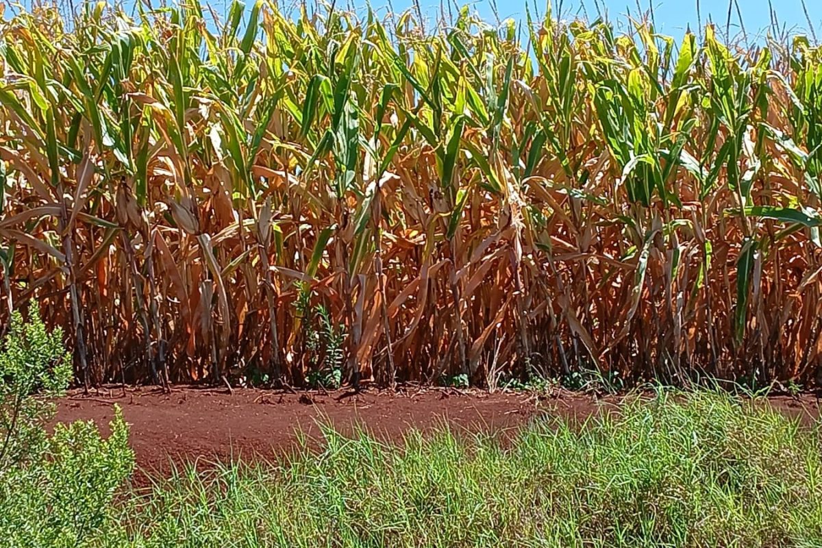 Falta de chuva deve afetar produtividade das culturas de verão