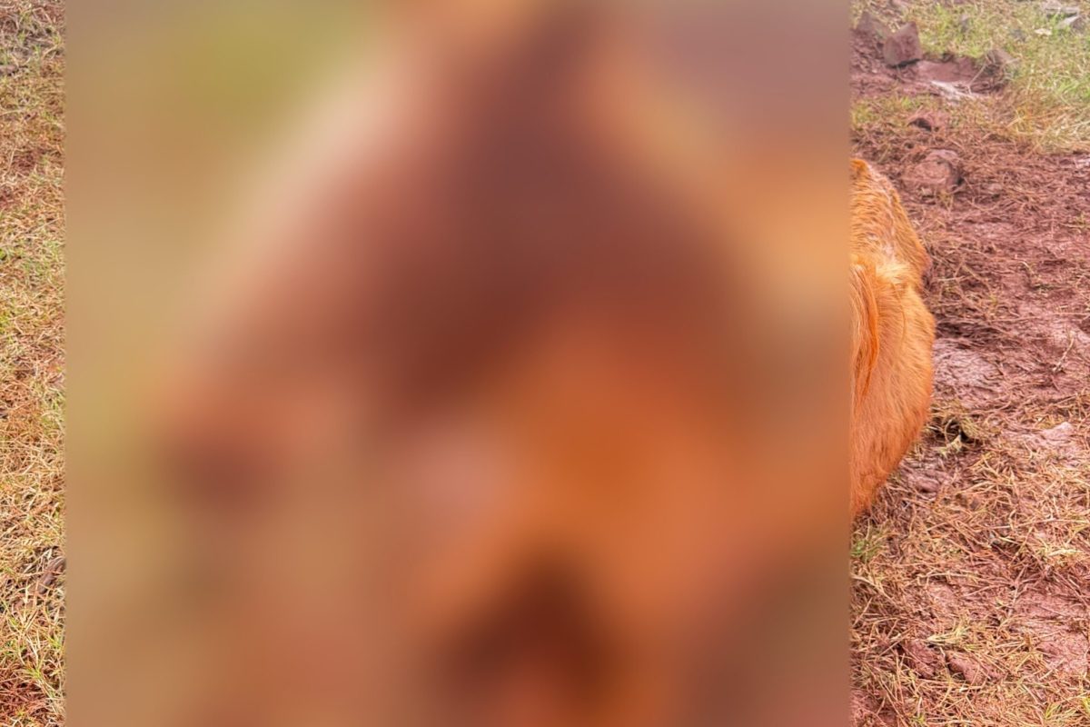 Égua em situação crítica mobiliza voluntários, veterinários e poder público em Santo Augusto