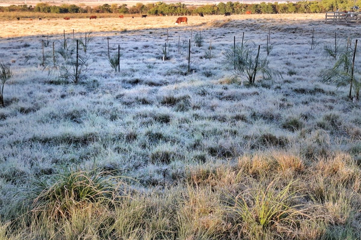 Frio e geada retornam ao Rio Grande do Sul nos próximos dias