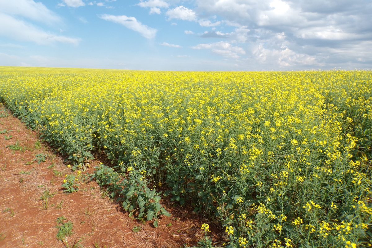 Canola apresenta bom desenvolvimento nas lavouras da região
