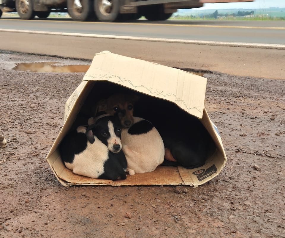 Cinco filhotes são encontrados abandonados dentro de caixa às margens da RS-155