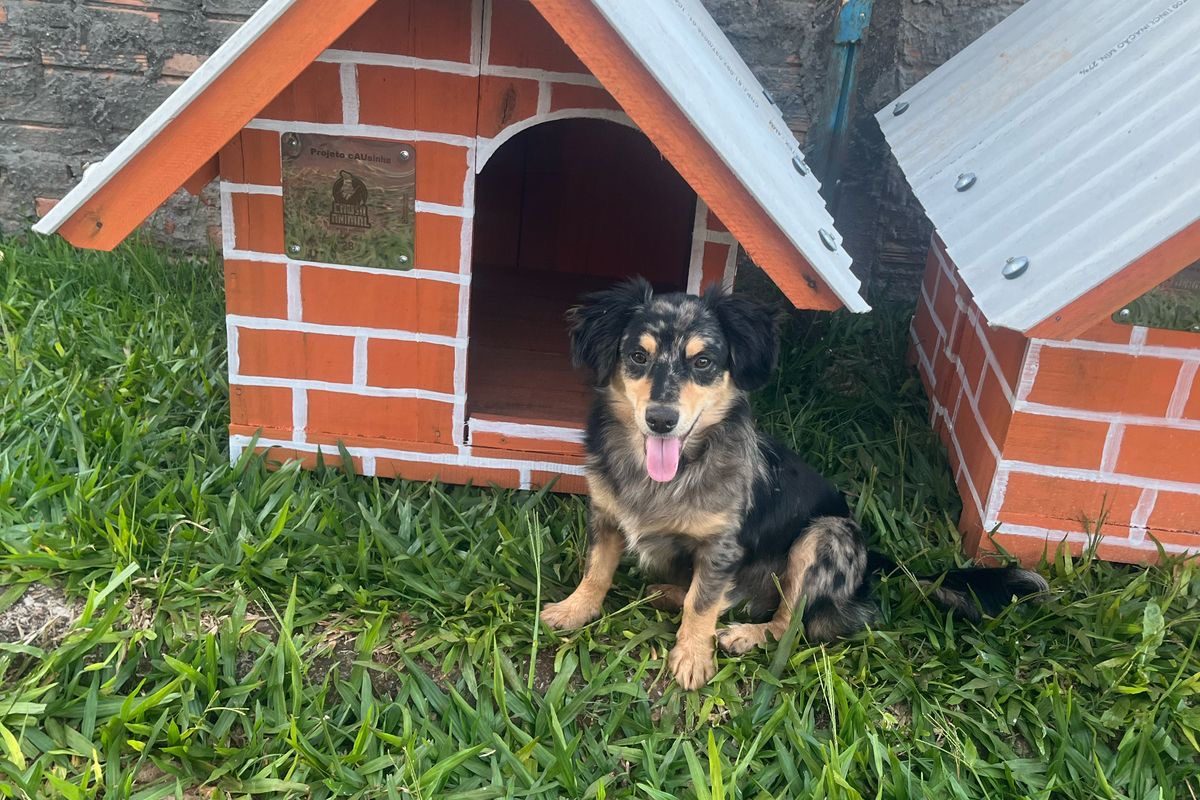 Projeto cAUsinhas garante abrigo e proteção a animais de Santo Augusto
