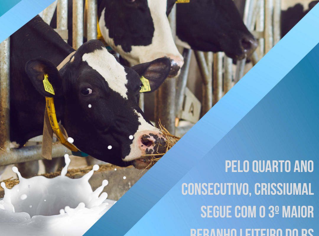 Pelo quarto ano consecutivo, Crissiumal segue com o 3º maior rebanho leiteiro do RS