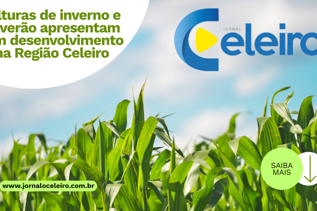 Culturas de inverno e de verão apresentam bom desenvolvimento na Região Celeiro