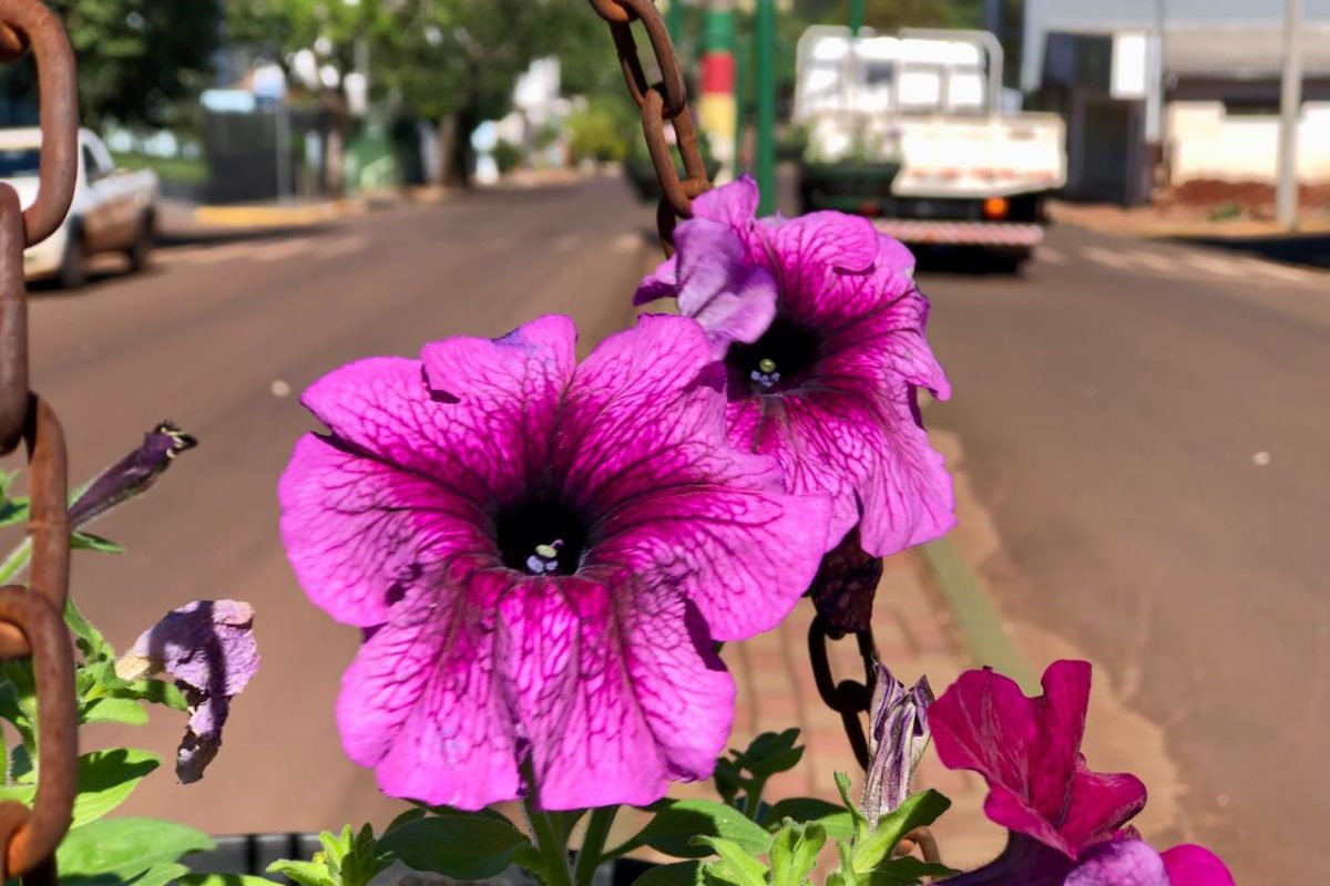 Coronel Bicaco renova flores na Avenida Presidente Vargas