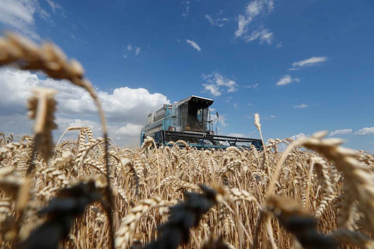 Lavouras de inverno têm bom desempenho e produtores se preparam para o início do plantio da soja no RS