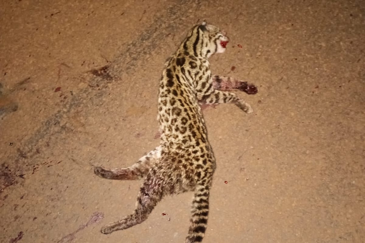 Felino é encontrado morto na Rua Inhacorá, próximo à saída para a ERS-155