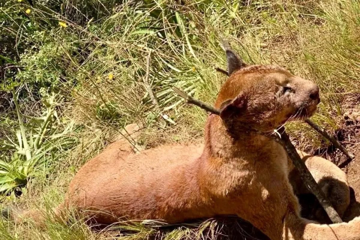 Leão-baio é encontrado morto às margens da ERS-456