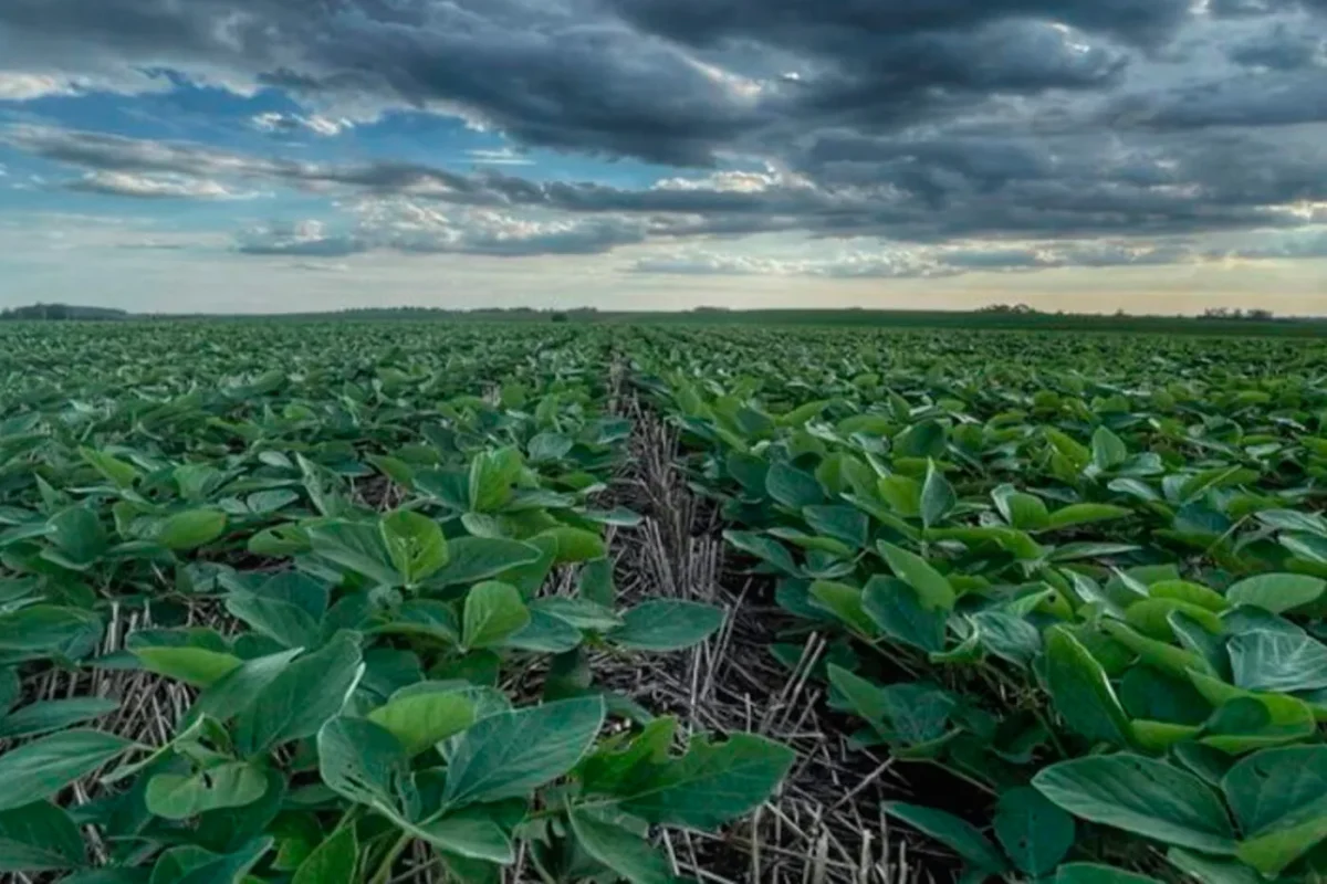Chuvas recentes favorecem milho e soja, mas exigem atenção do produtor, alerta engenheiro agrônomo