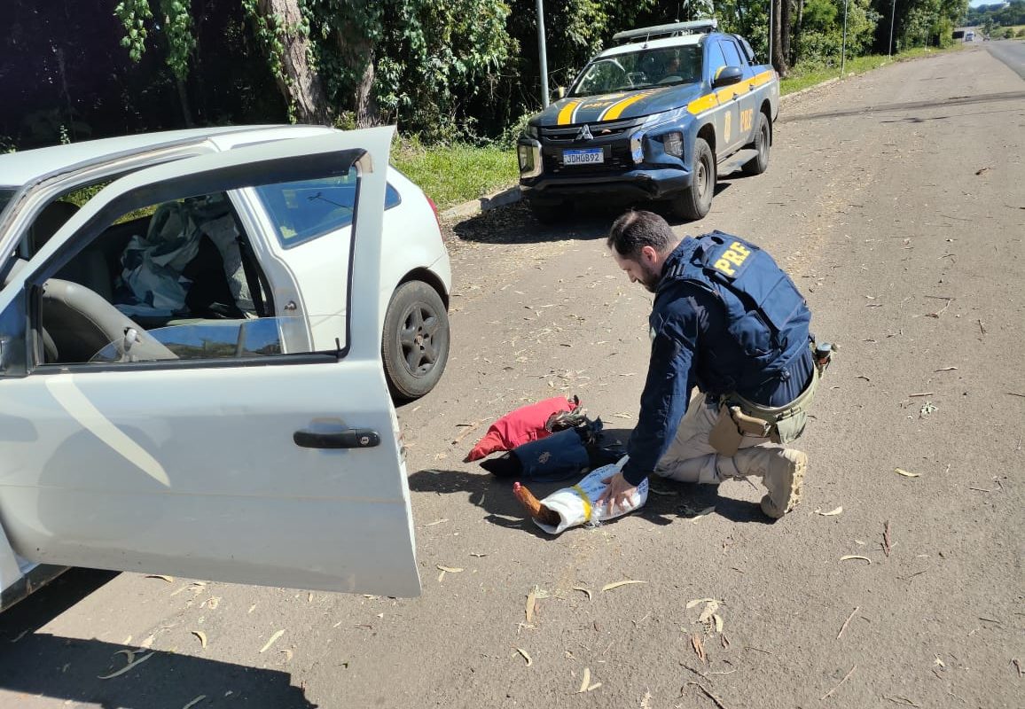 PRF resgata três galos de rinha e prende dois homens por maus-tratos em Erechim