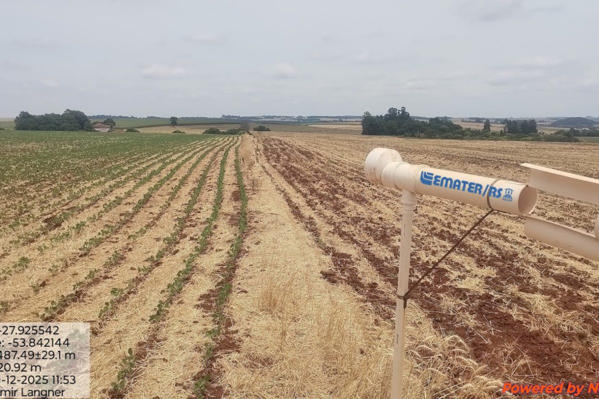 Monitoramento da Ferrugem Asiática: Ferramenta Estratégica Auxilia Produtores Gaúchos na Safra 2025/26