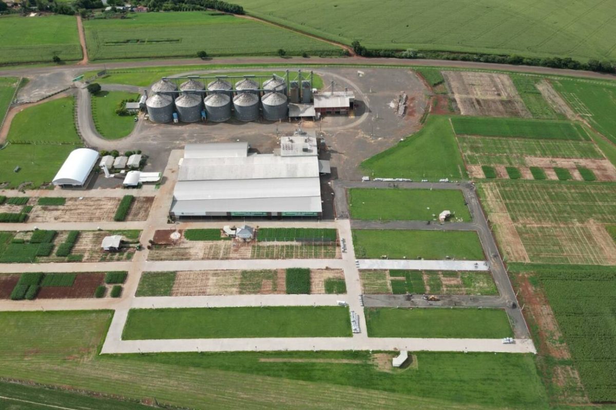 Detec Cotricampo promove Manhã de Campo da Cultura do Milho nesta quarta-feira, em Campo Novo
