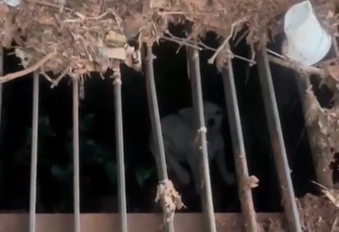 Causa Animal resgata filhote preso em bueiro no bairro São João