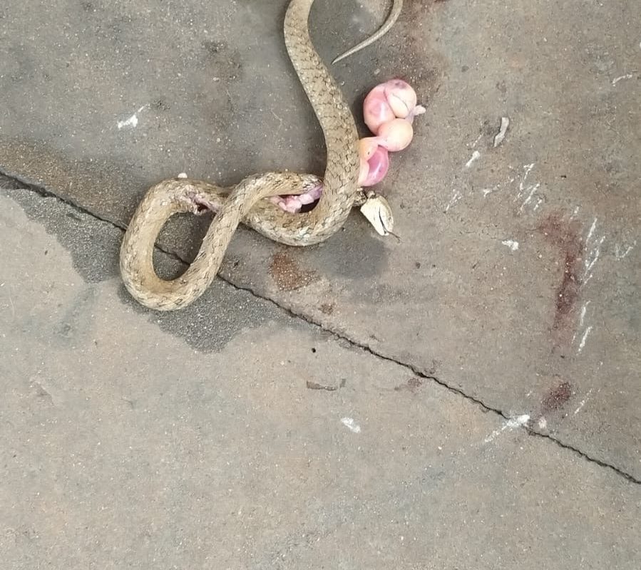 Moradora relata susto após cobra surgir dentro do carro em Santo Augusto