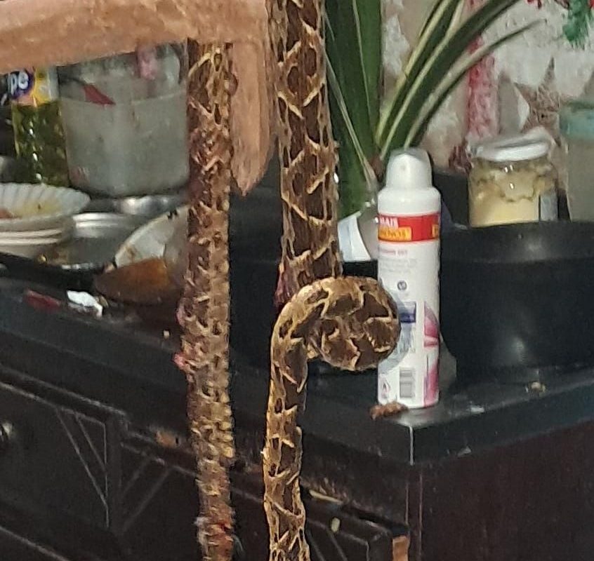 Cobra é encontrada dentro de quarto em residência no interior de Tiradentes do Sul