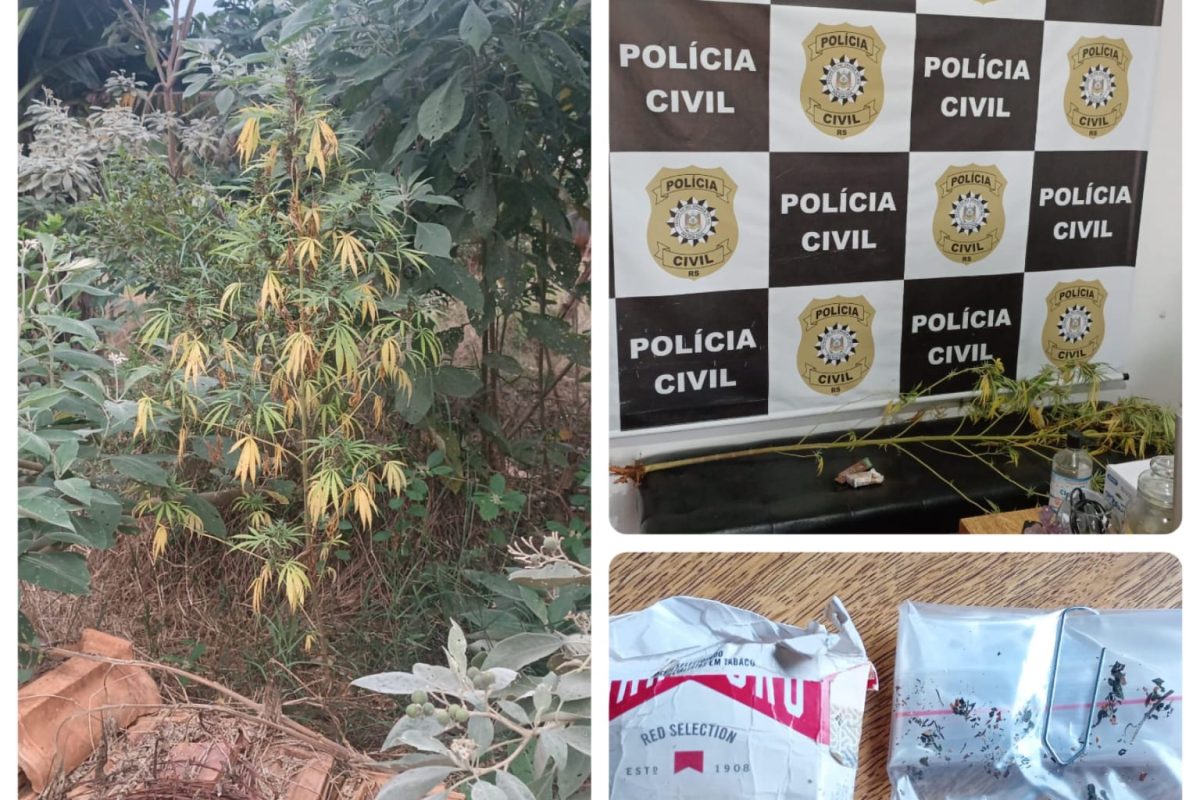 Polícia Civil apreende planta de cannabis durante ação em Redentora