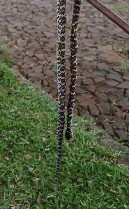 Aumento no aparecimento de cobras preocupa moradores em Santo Augusto