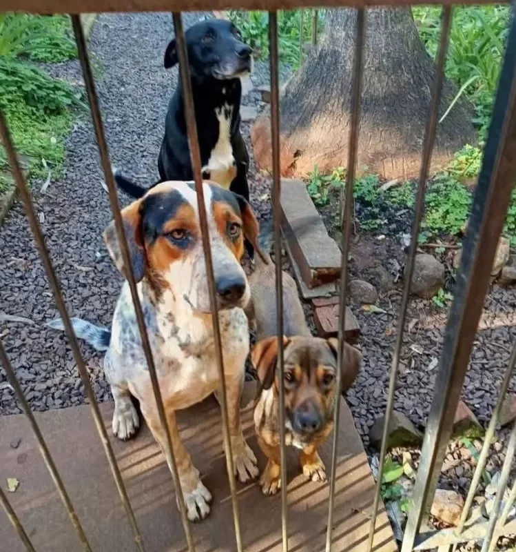 Suspeita de envenenamento de cães causa revolta no interior de Horizontina